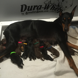 PHOTO PROVIDED A female Doberman pinscher nurses its puppies.